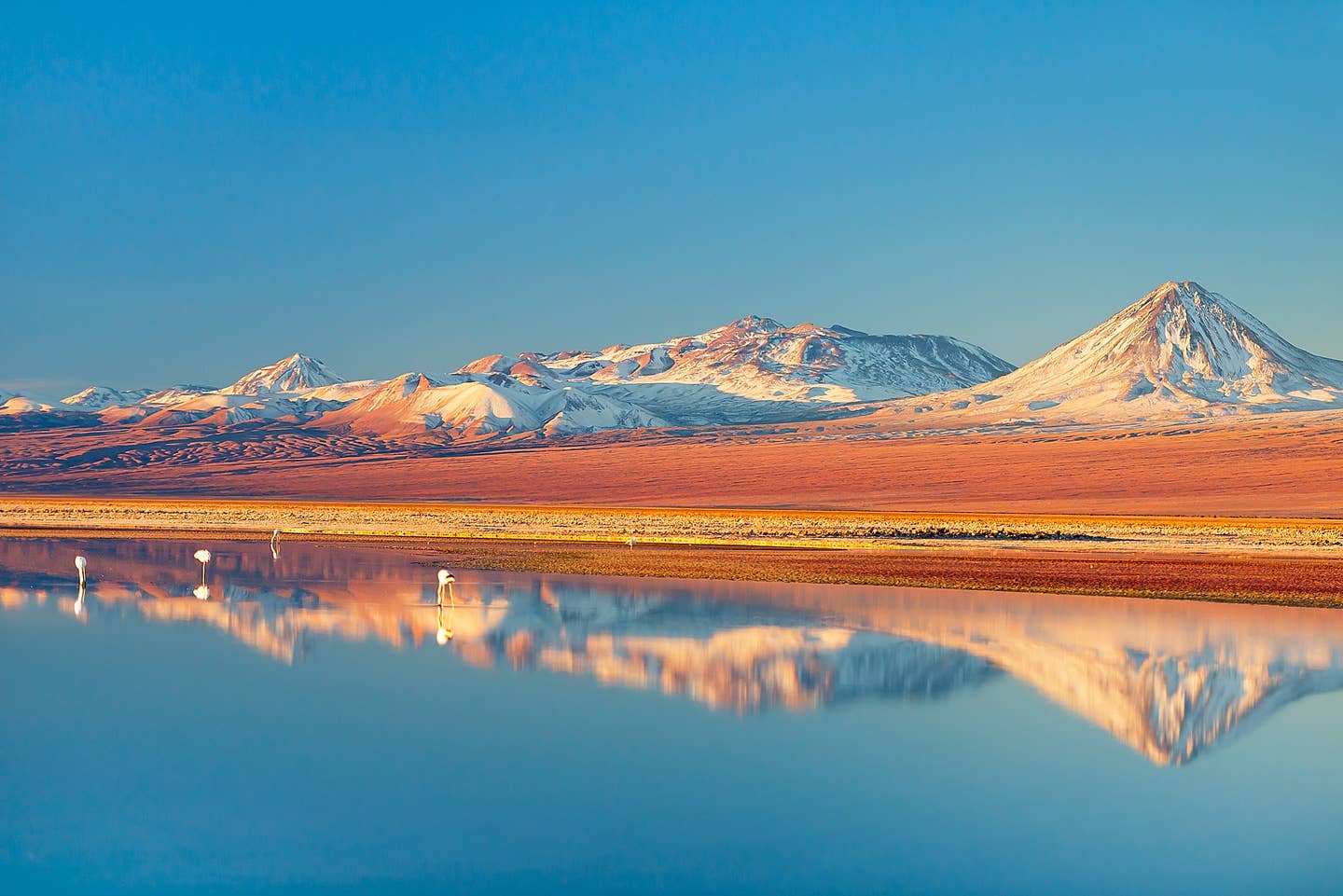 Rundreisen Chile: Flamingos an einem See in der Atacama-Wüste in Chile