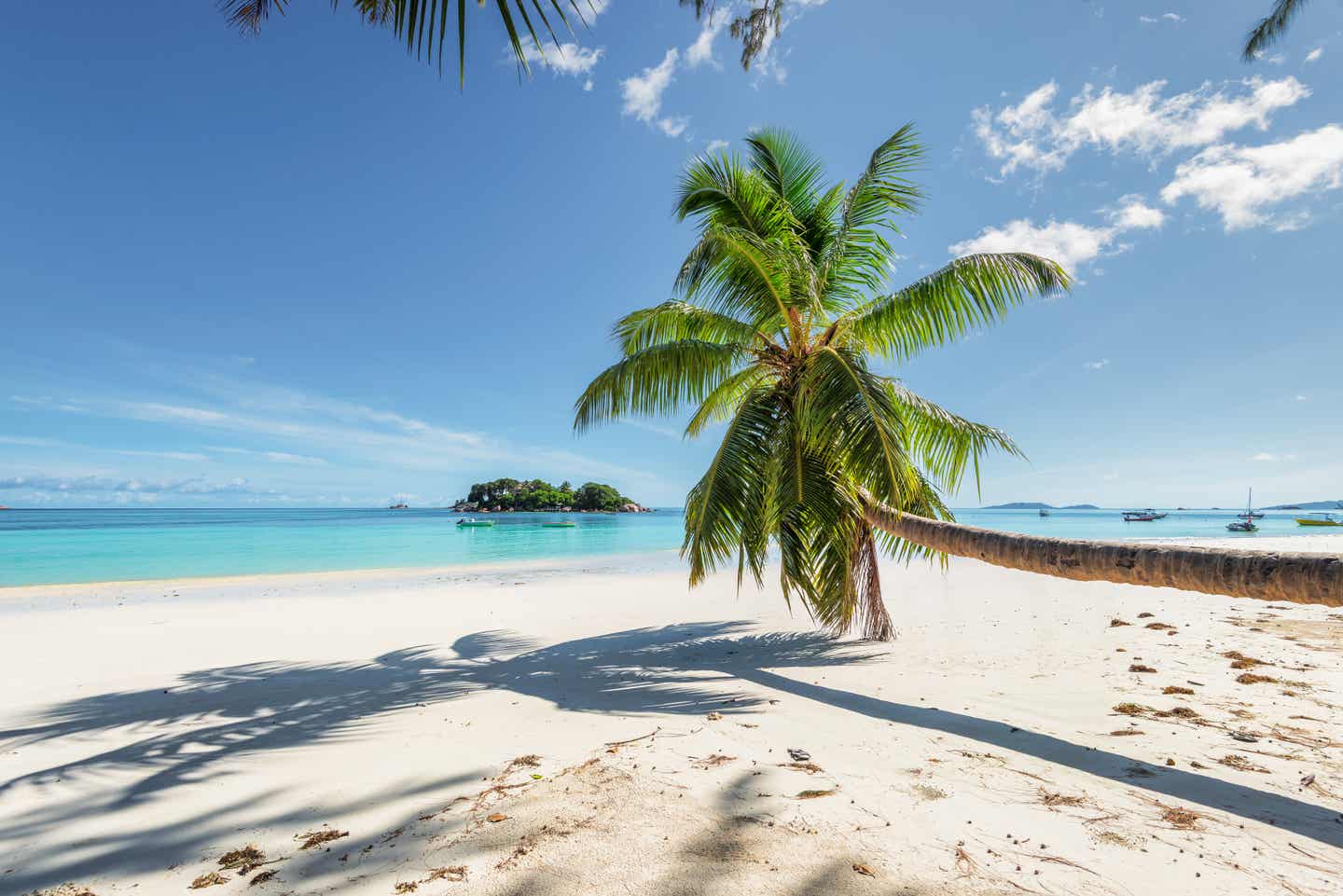 Eine Palme am Strand auf den Seychellen vor azurblauem Wasser