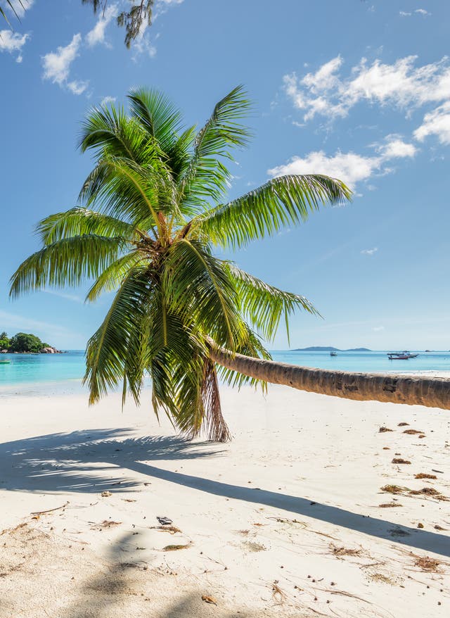 Die beste Reisezeit für den Seychellen-Urlaub Seychellen: Kokosnuss Palme am Strand
