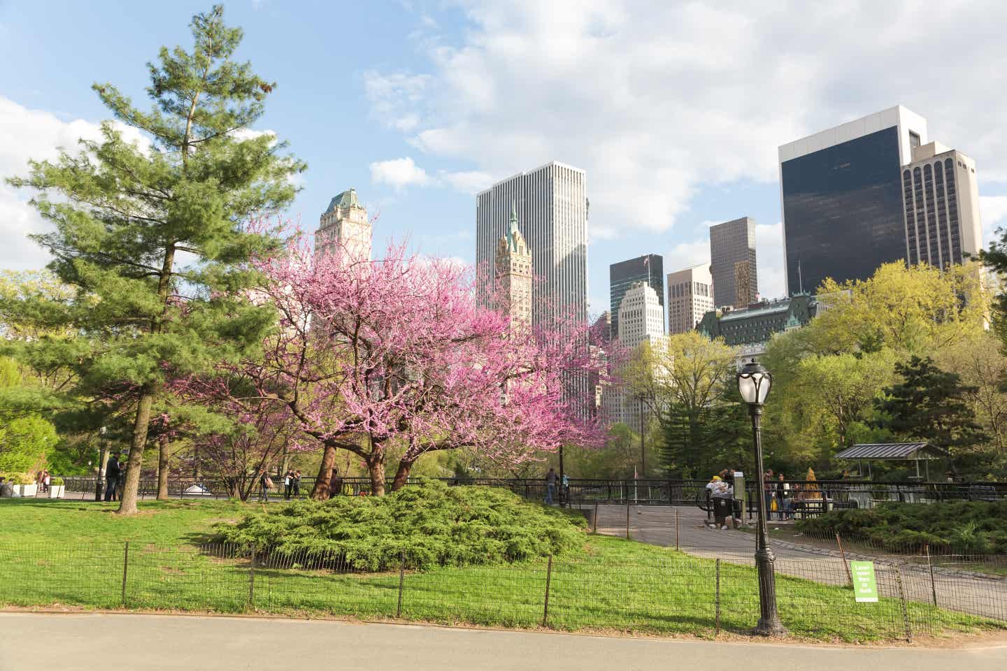 Städtetrip April: USA: Blühende Bäume im Central Park in New York