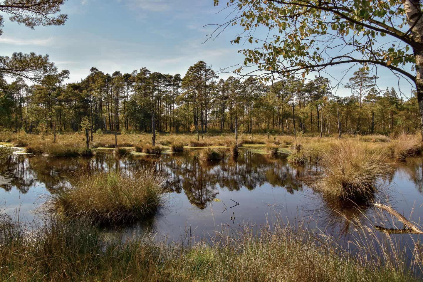 Lüneburger Heide Urlaub mit DERTOUR. Das Pietzmoor in der Lüneburger Heide