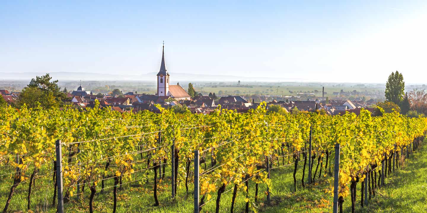 Blick auf die Kirche von Maikammer durch herbstliche Weinreben