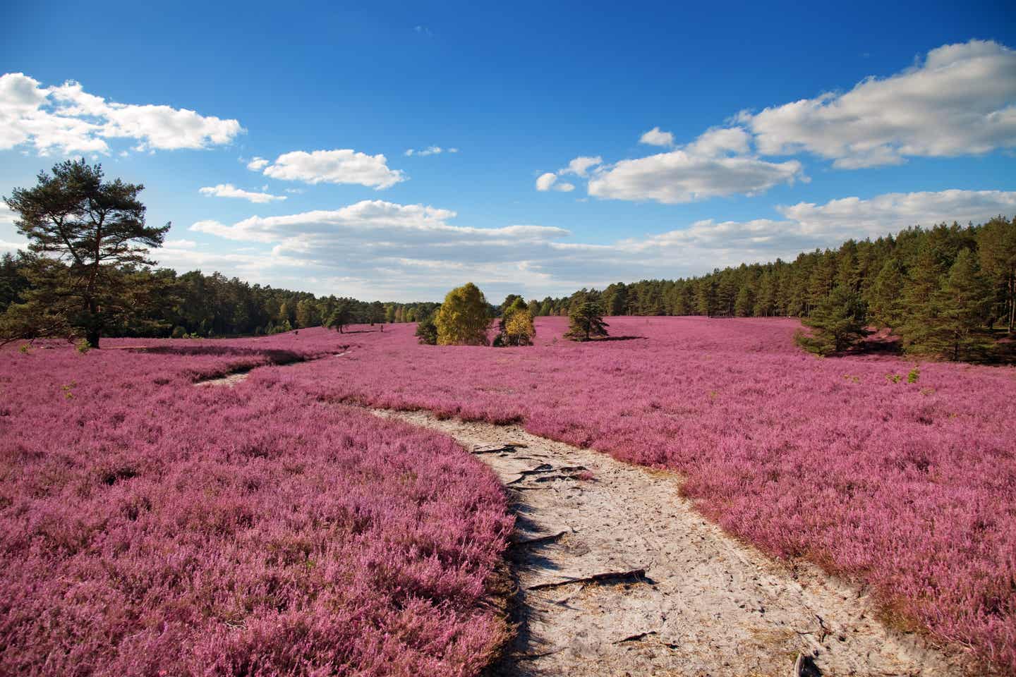 Fernwanderwege Europa: Blühende Lüneburger Heide