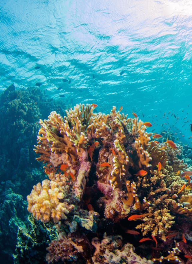 Tauchurlaub Tauchurlaub –