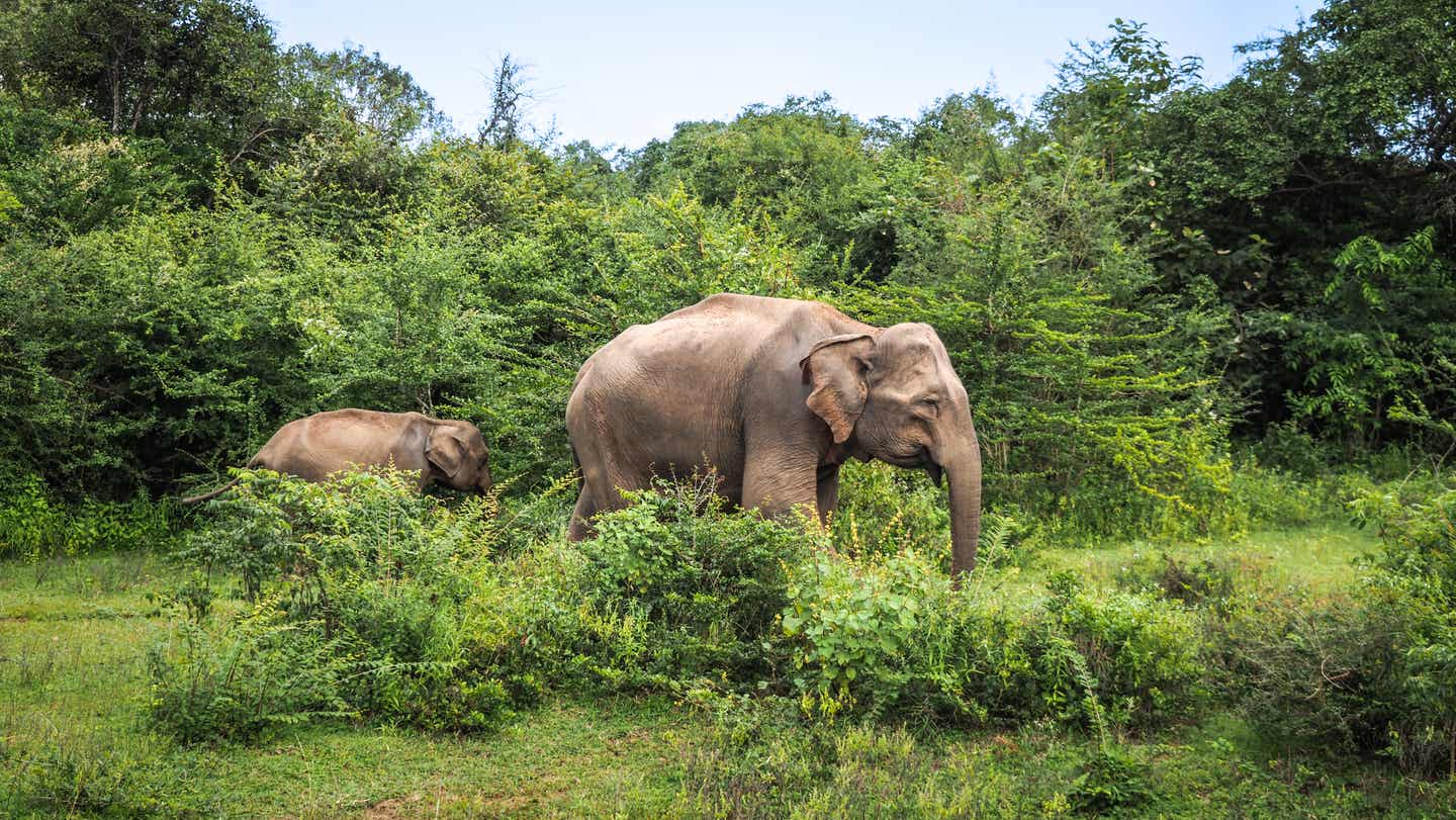 Ein großer Elefant und ein kleiner Elefant wandern durch den Dschungel im Udawalawe Nationalpark auf Sri Lanka