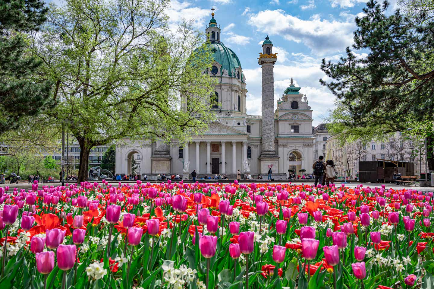 Die Karlskriche in Wien hinter einem Feld voller frühlingshaft blühender Tulpen