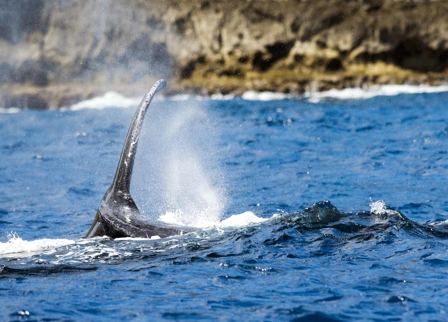 Samana Ausflüge: Whale Watching auf Samana