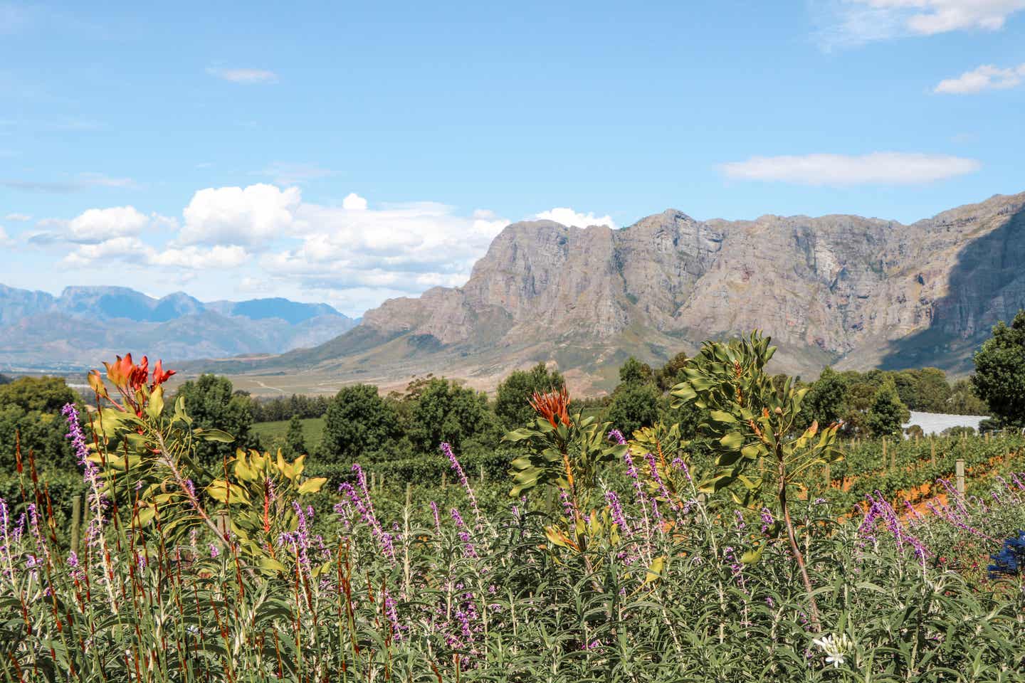Blick auf die weite Landschaft mit Berg im Hintergrund in den Winelands bei Kapstadt
