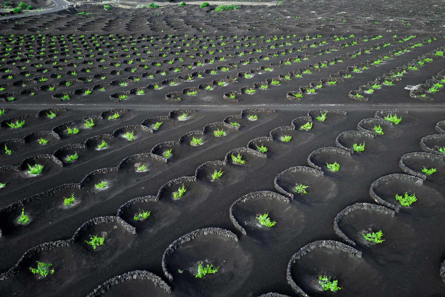 Lanzarote: Las Palmas, La Geria – Weinberg