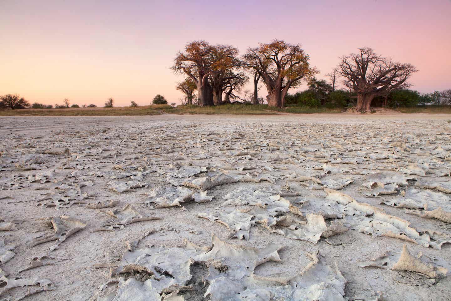 Urlaub in Botswana – Baines Baobabs im Nxai-Pan-Nationalpark