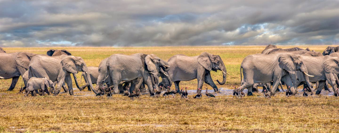 Botswana – Elefantenherde in der Savanne