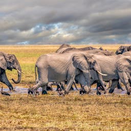 botswana-elefantenherde-klein-g-1179505275.jpg