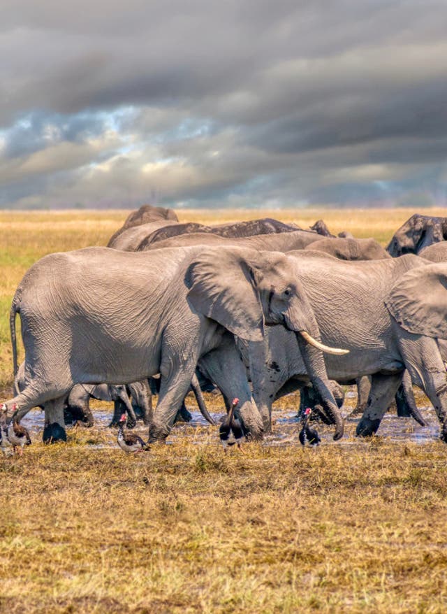 Botswana Urlaub Botswana – Elefantenherde in der Savanne
