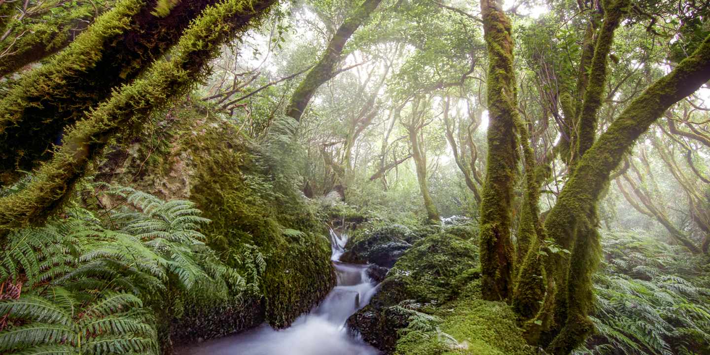 Moosbedeckter Lorbeerwald auf Teneriffa mit Bachlauf zwischen Farnen und dichtem Grün in ursprünglicher Natur