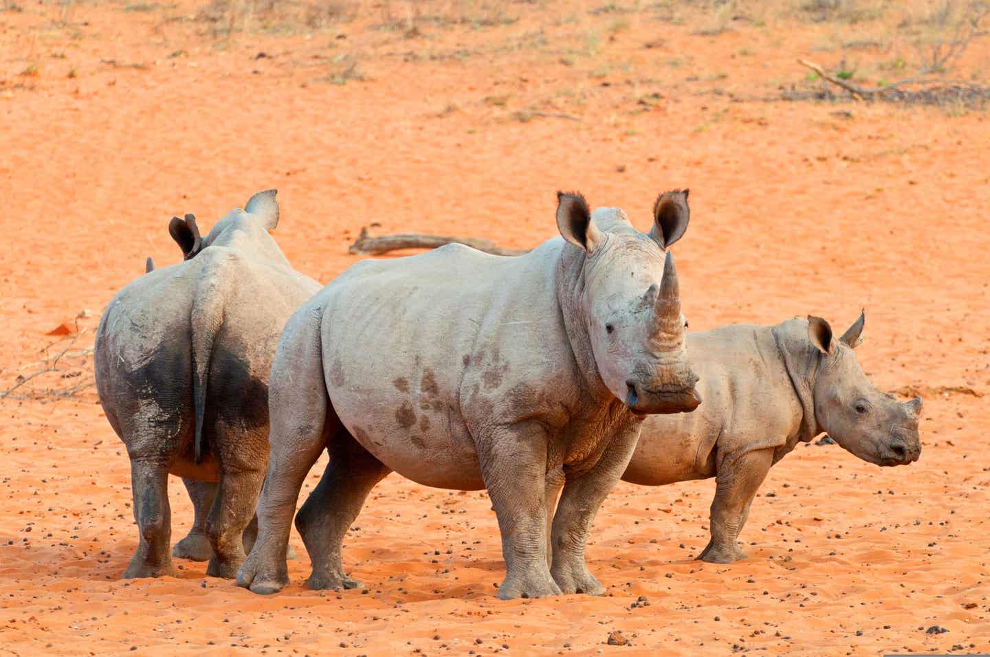 Namibias Nationalparks: Lippennashorn in freier Wildbahn