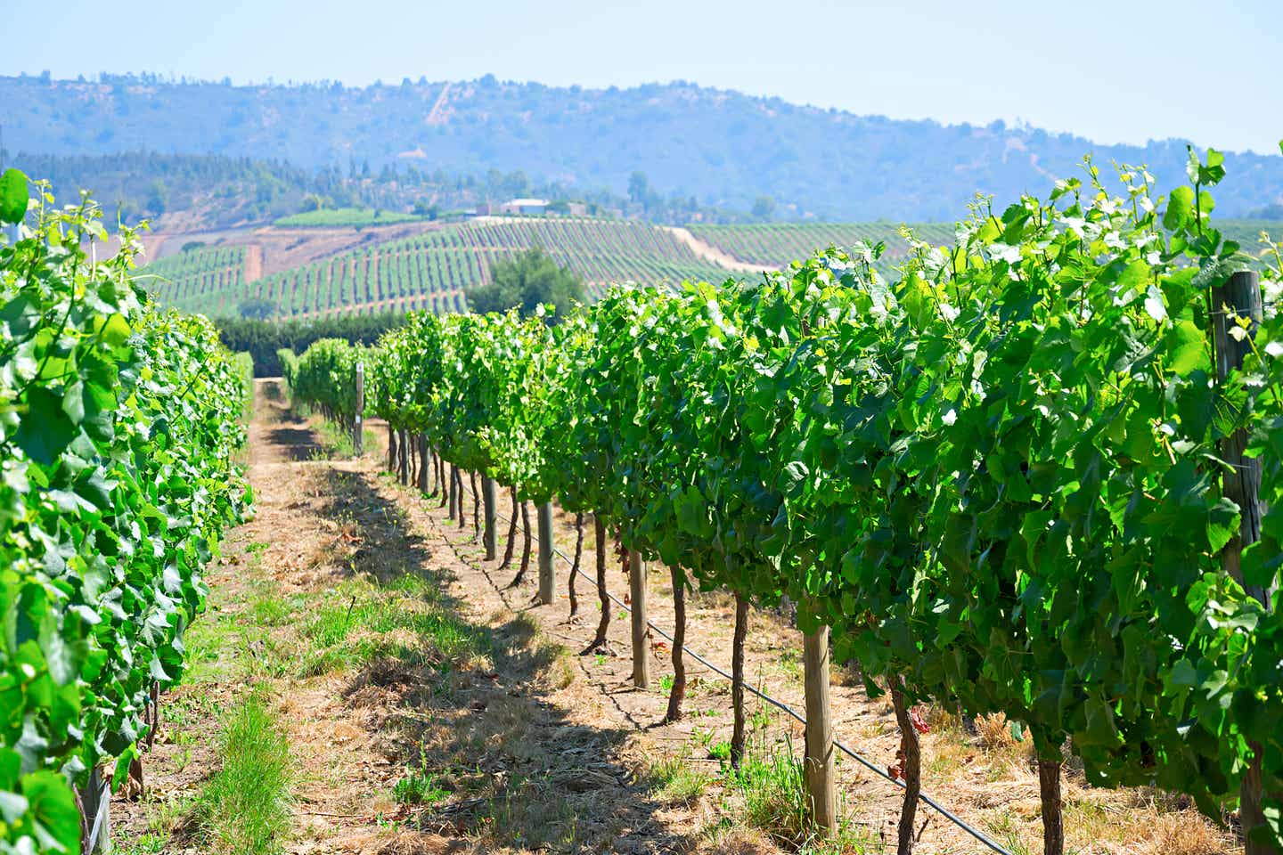 Chiles beste Reisezeit. Bild von Weinberg in Chile