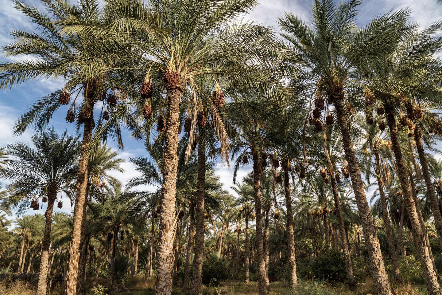 Die größte Palmenhain in Tunesien Tozeur palmerie 