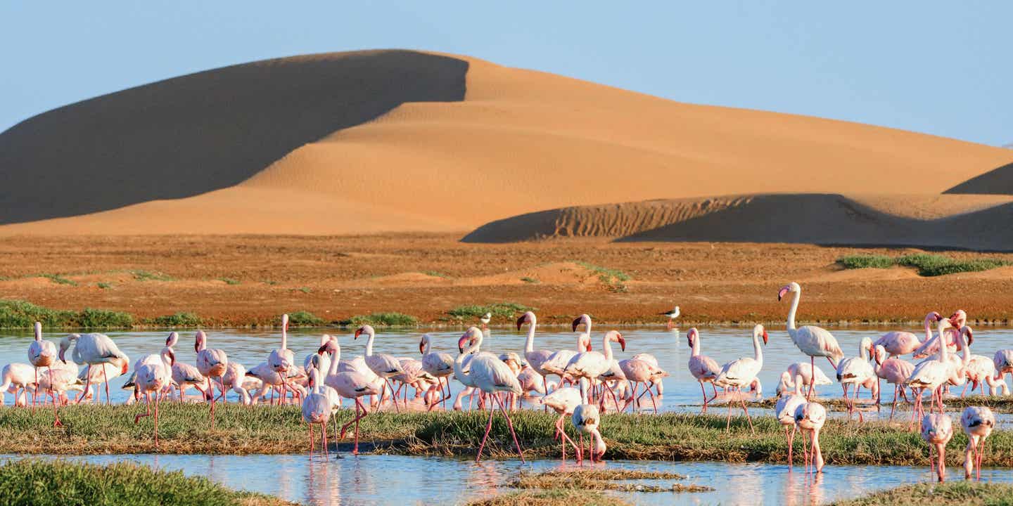 Beste Reisezeit Namibia: Flamingos in der Walwis Lagune