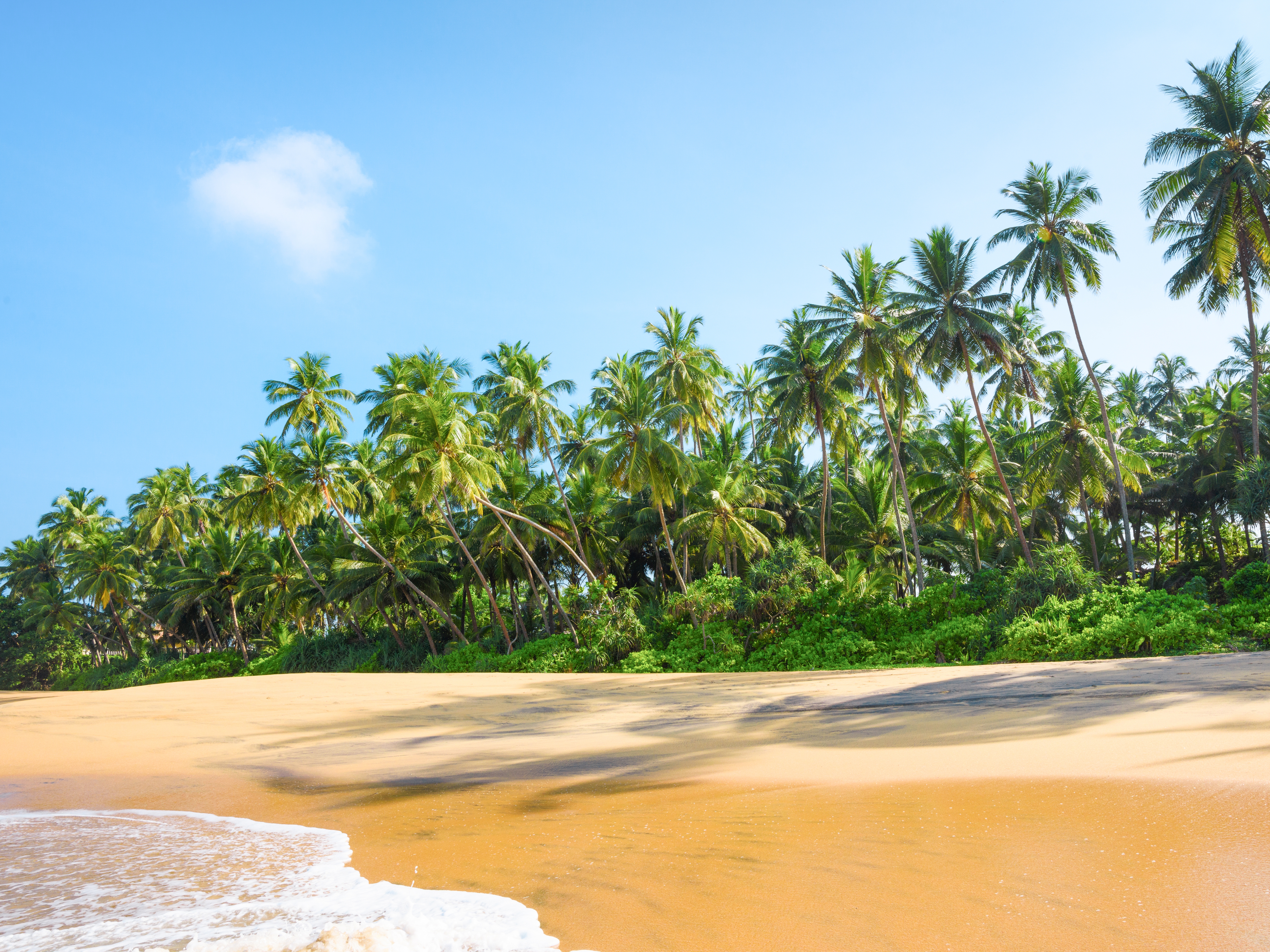 Sri Lanka - Strand mit Palmen