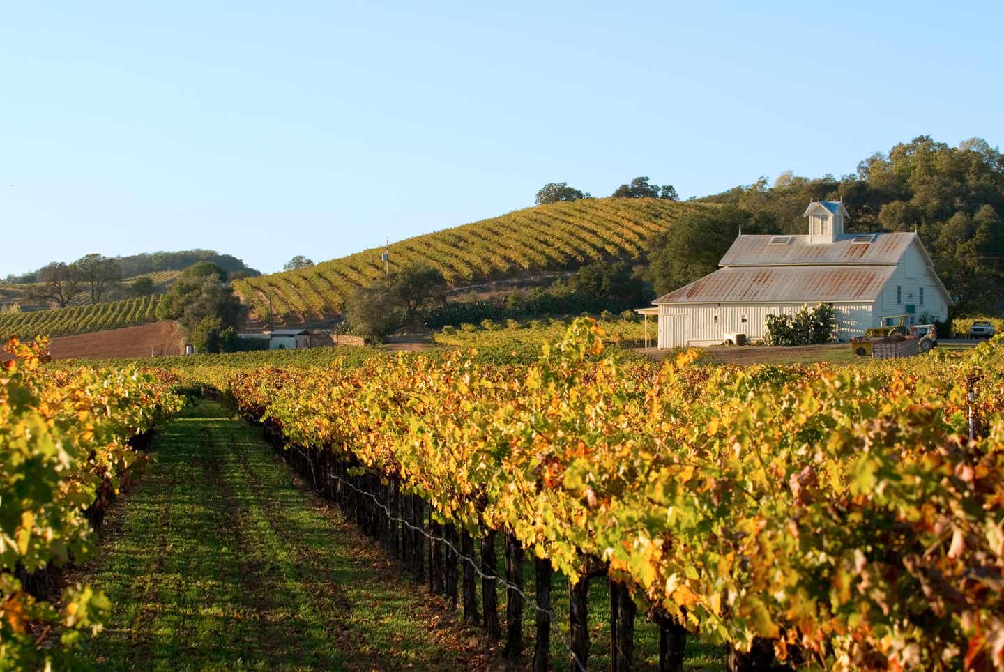 Kalifornien-Urlaub: Weingut in grüner Natur