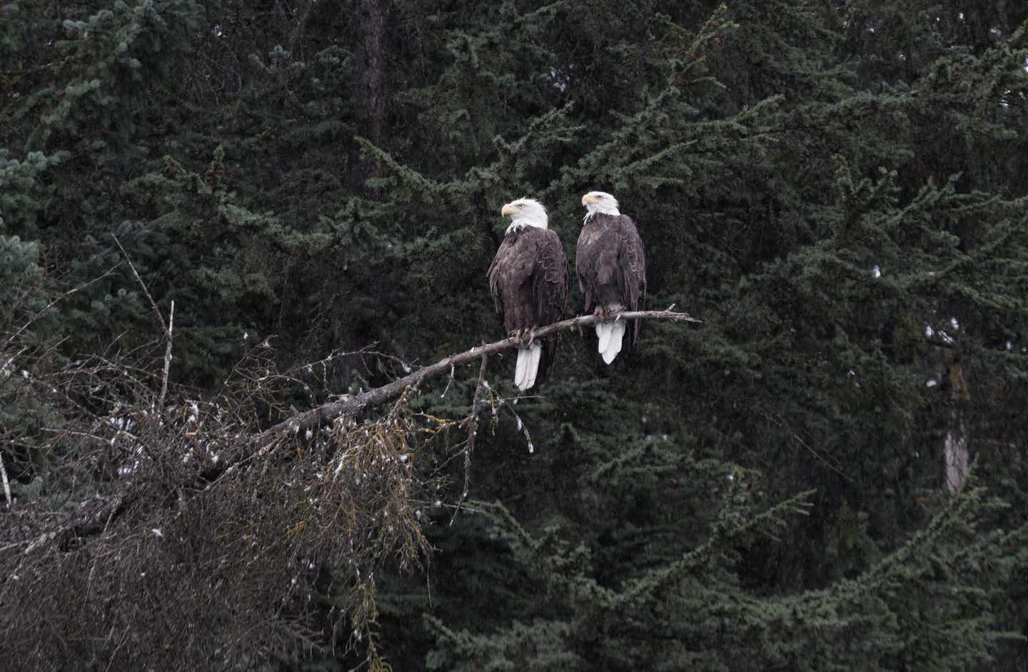 Alaska Urlaub mit DERTOUR. Zwei Weißkopfseeadler in einem Wald in Valdez, Alaska