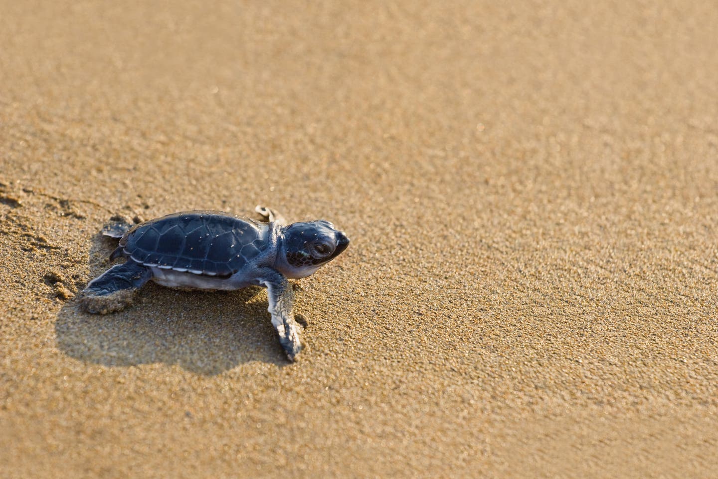 Eine Echte Karettschildkröte auf dem Weg zum Wasser