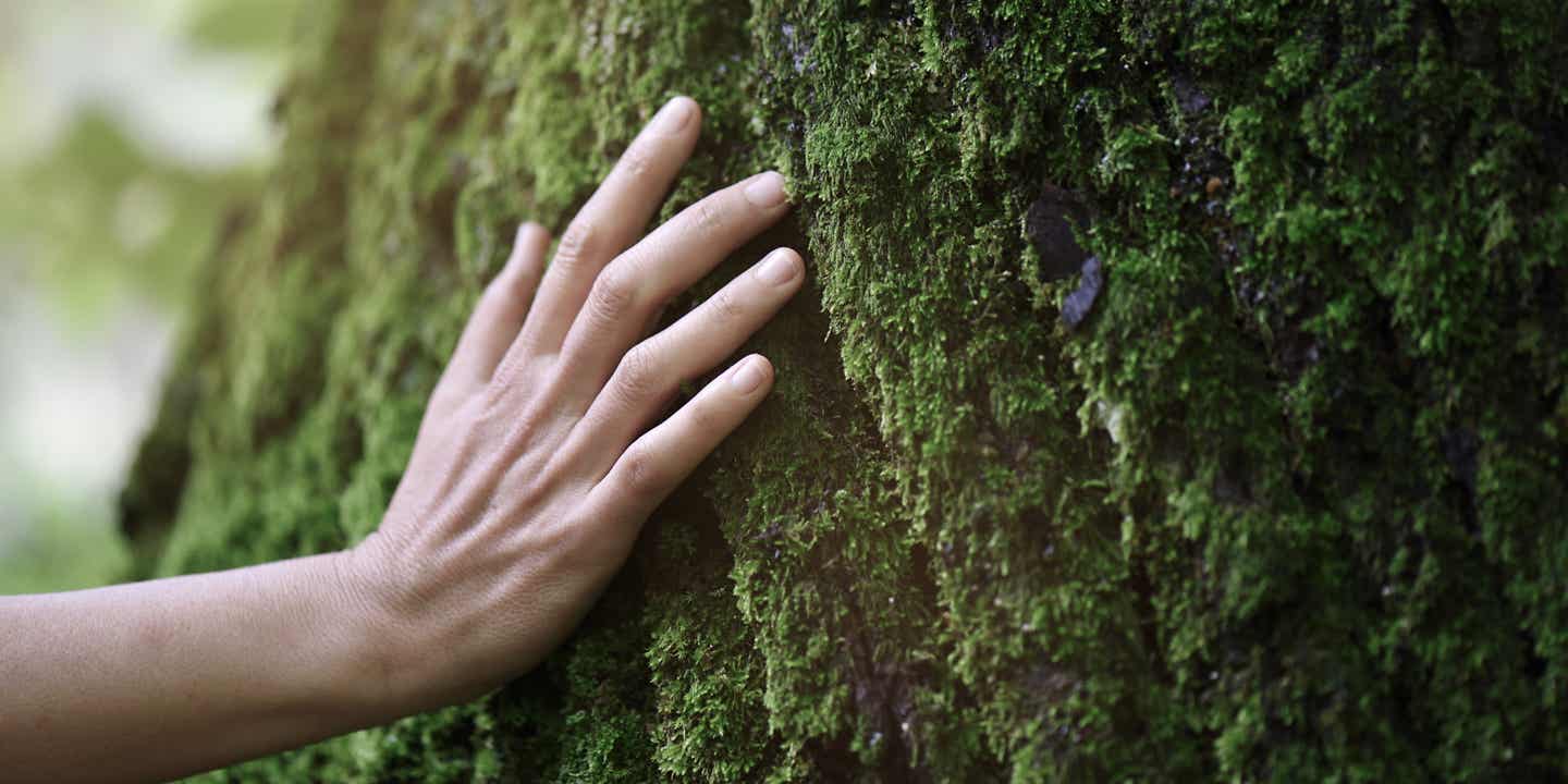 Hand sreicht über eine moosbewachsene Baumrinde im Wald