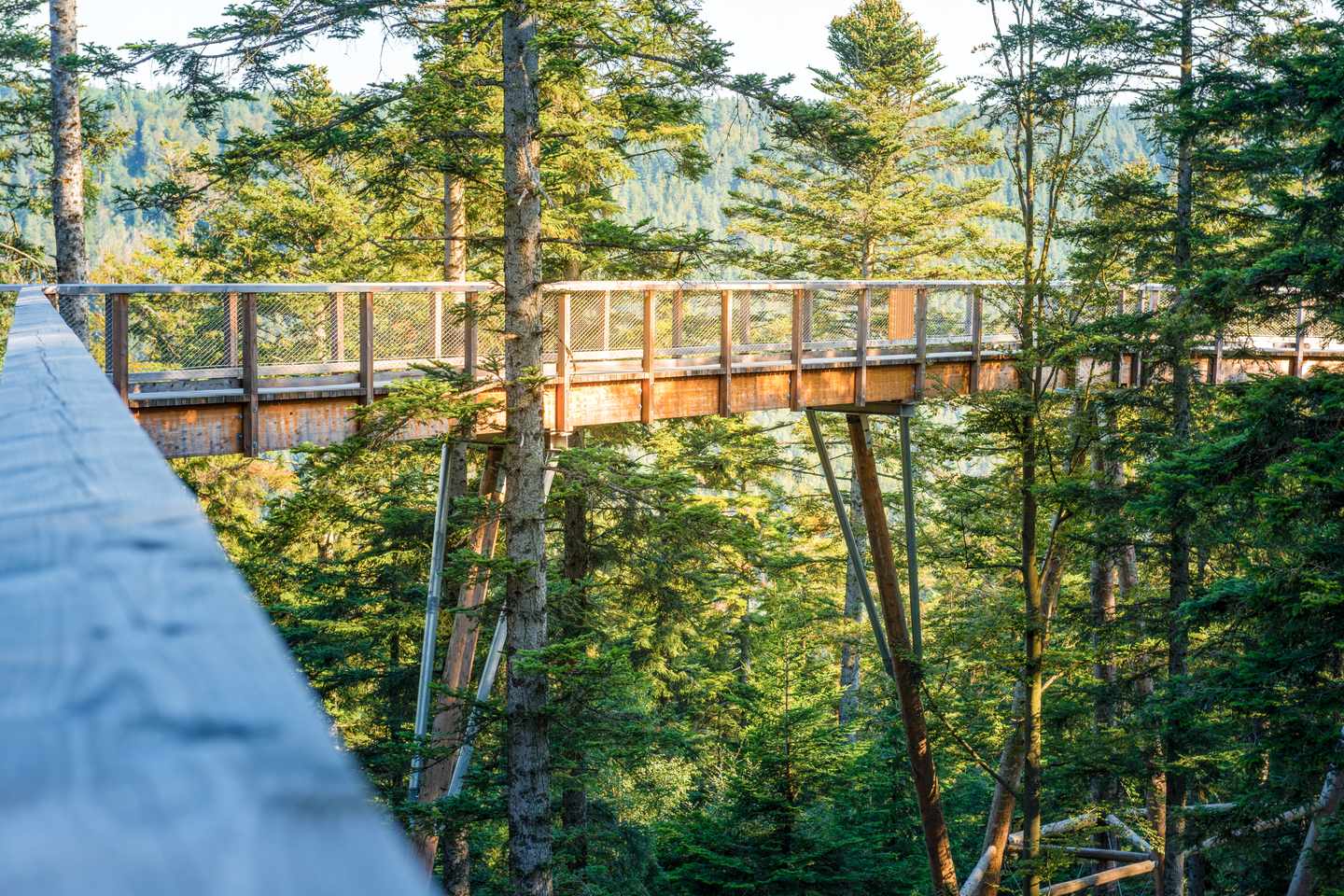 Sehenswürdigkeiten im Schwarzwald: Holzsteg im Wald