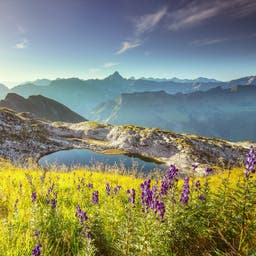 deutschland-bayern-allgeau-alpensee-wildblumen-g-845566230.jpg