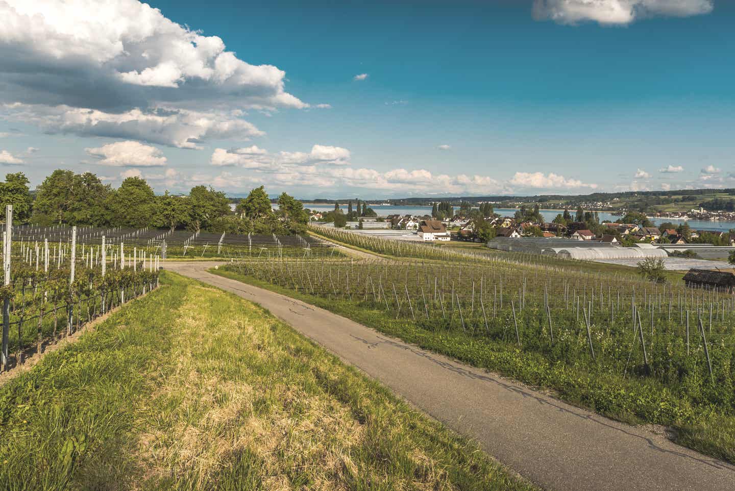 Deutschland Bodensee Radtouren: Route durch den Weinbau von Konstanz