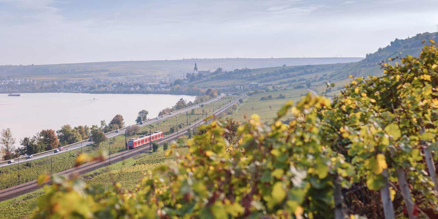 Pfälzische Weinberge in Oppenheim am Rhein