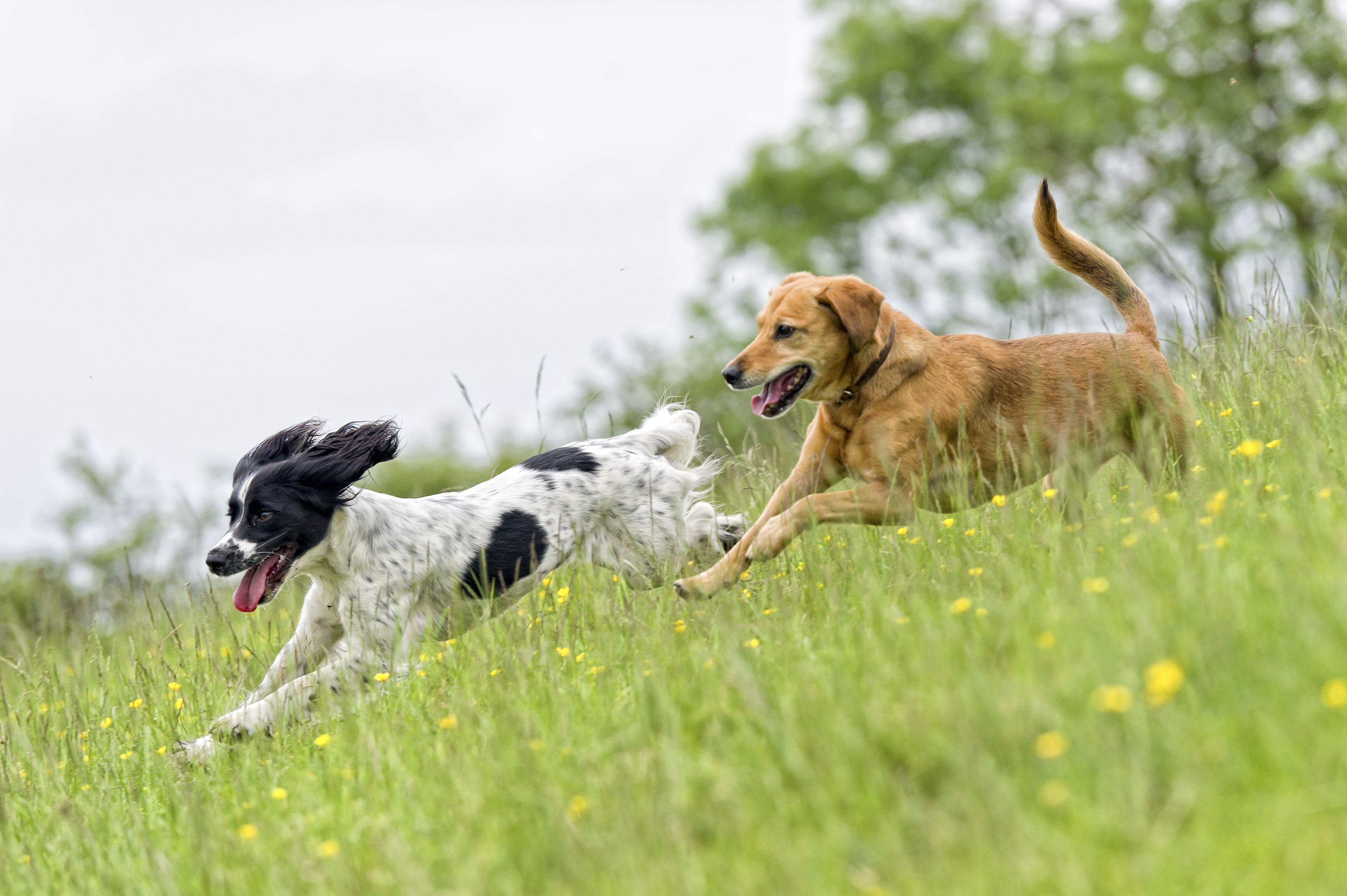 Hotels mit Hund Hamburg