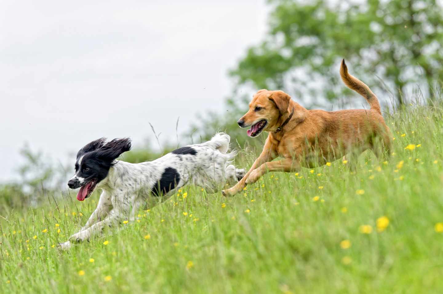 Hotel mit Hund Hamburg: spielende Hunde auf einer Wiese