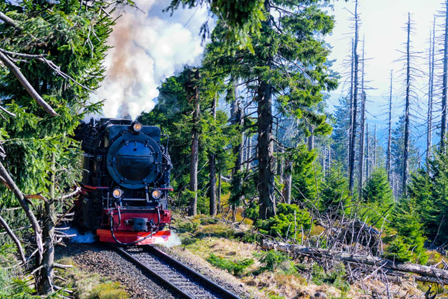 Familienurlaub Niedersachsen: die rauchende Brockenbahn in voller Fahrt durch den Harzer Wald.