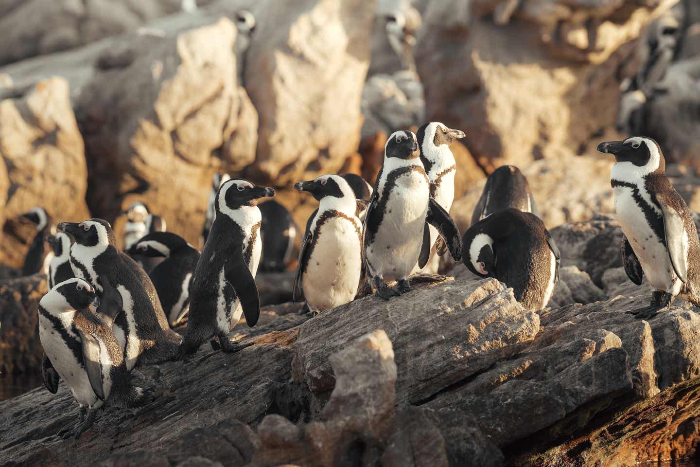 Pinguin-Gruppe auf einem Felsen am Strand von Boulders Beach