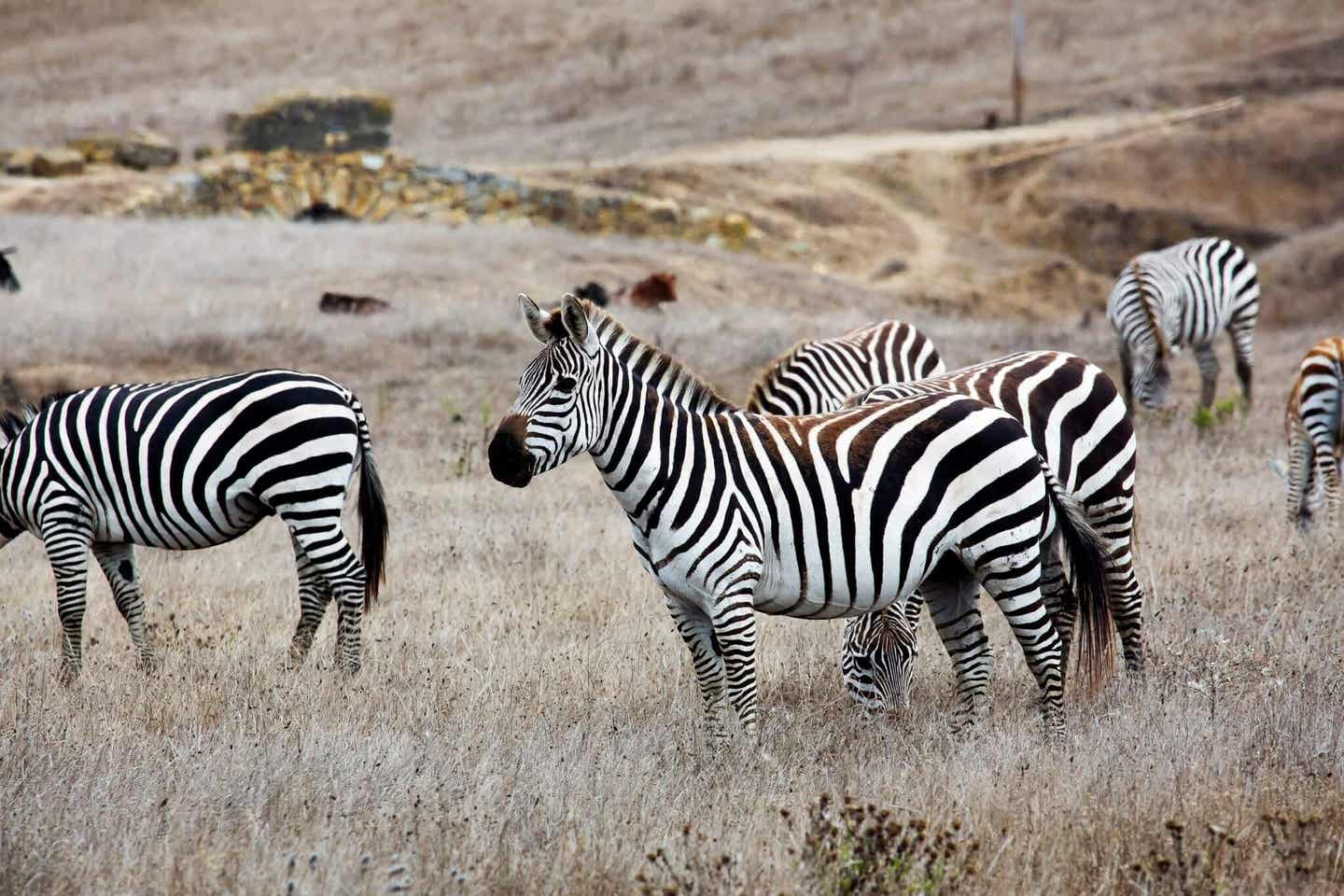 Kaliforniens Küste: Zebras in freier Wildbahn