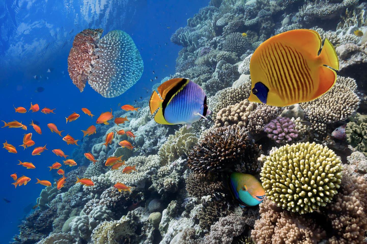 Korallenriff mit bunten Rifffischen, Schwarmfischen und einer großen Qualle im klaren Ozeanwasser