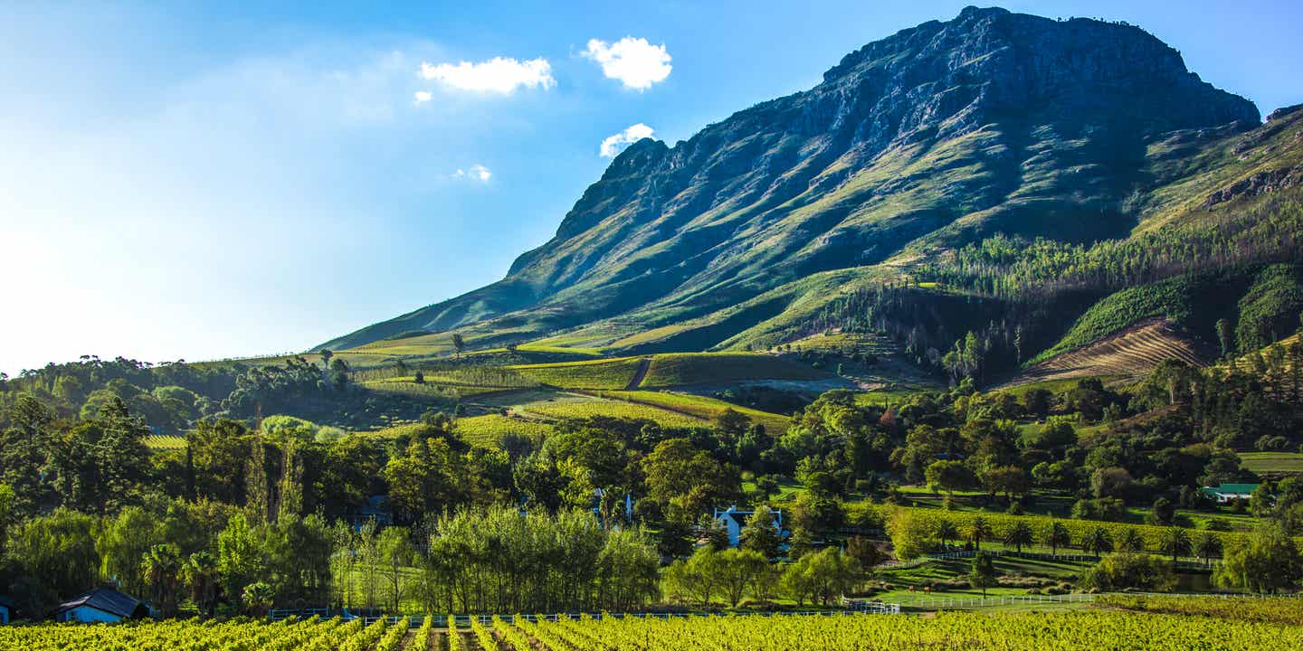Blick auf Weinberge mit Bergen in Stellenbosch, Südafrika