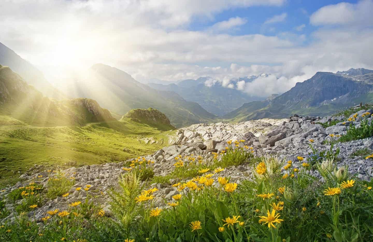 Blumenwiese in Österreich vor Berkulisse