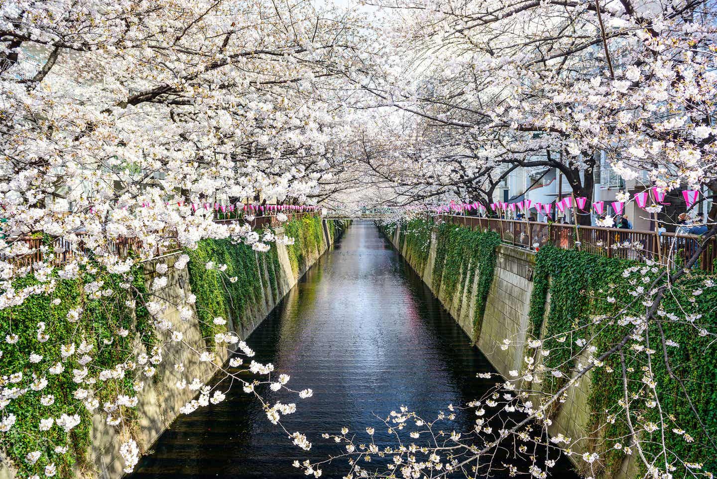 Blick auf einen Kanal in Tokio während der Kirschblüte