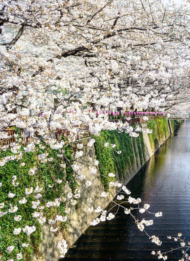 Die Zeit der Kirschblüte: Japan im Frühling