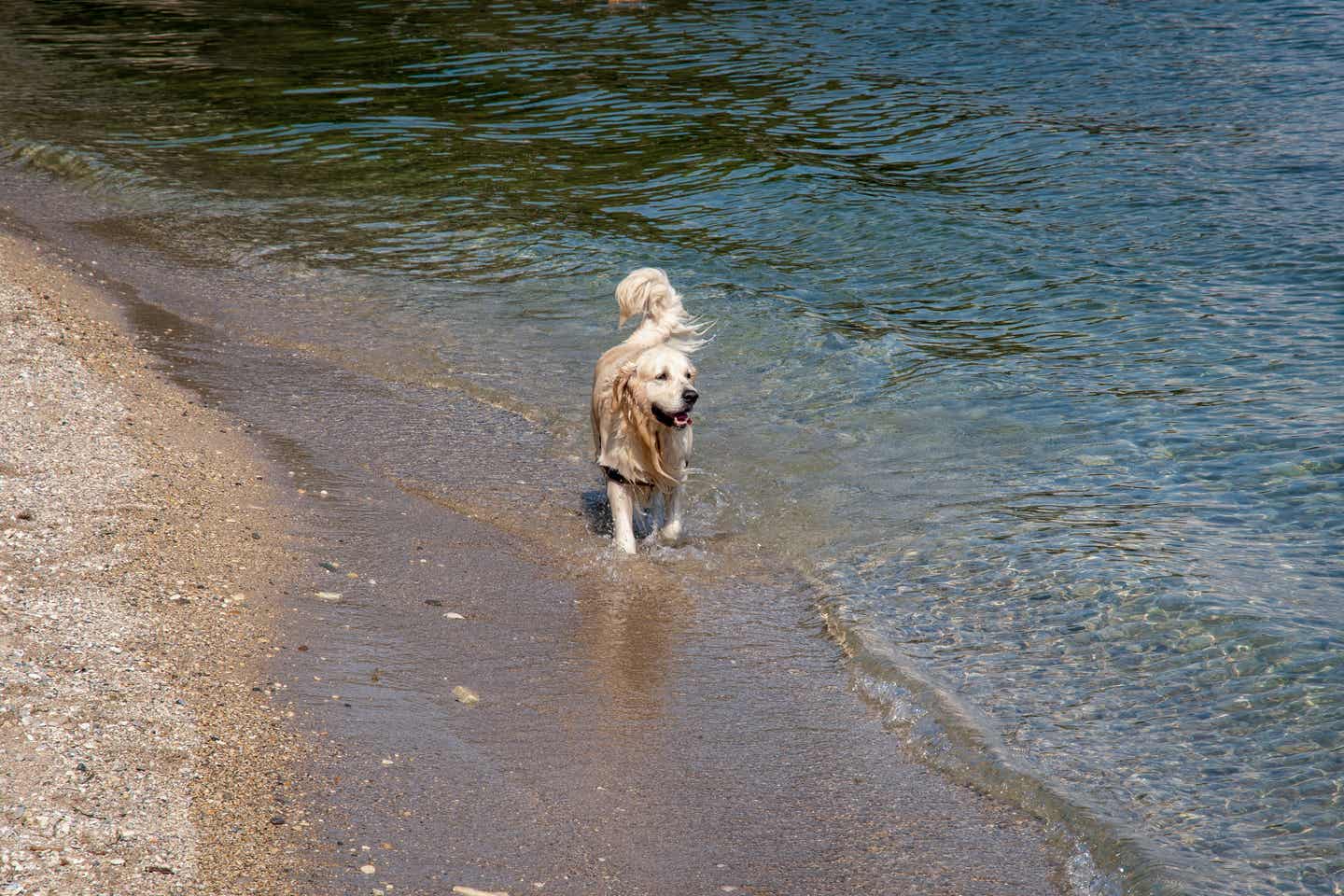 Goldener Retriever am Wasser eines Sees, Sirmione, Gardasee