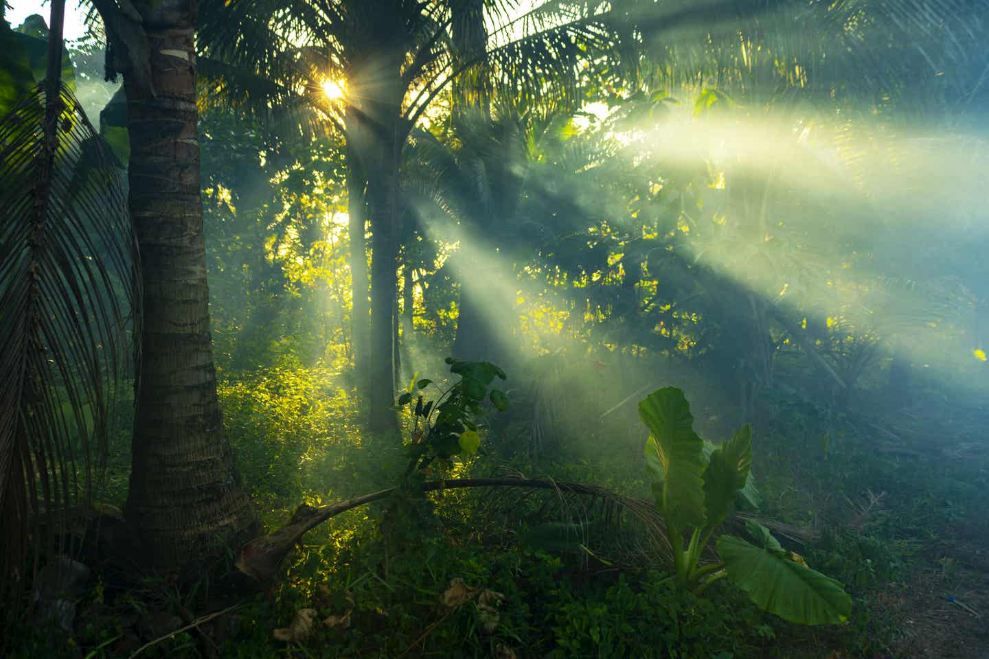 Sonnenstrahlen im Regenwald von Thailand