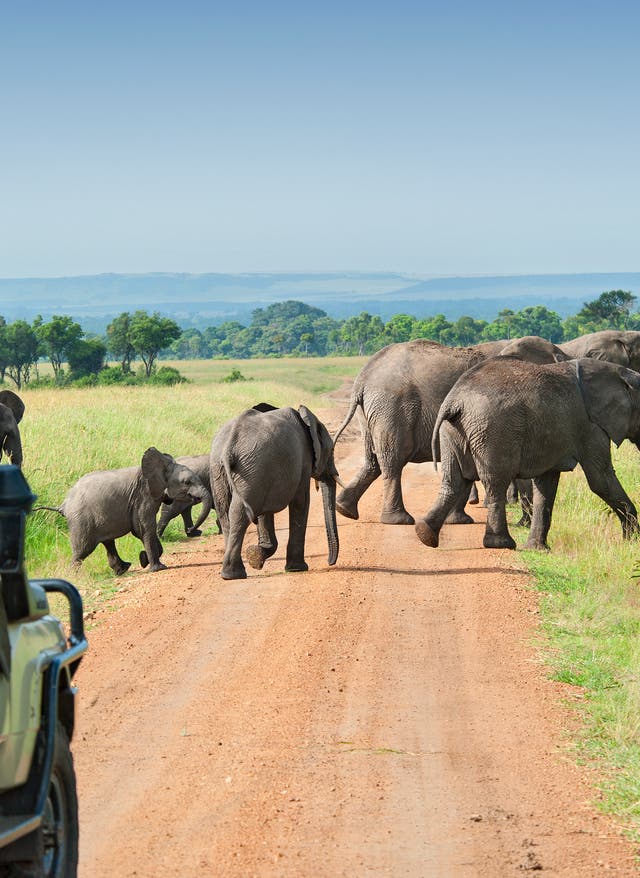 Zu den Angeboten Elefanten im Masai Mara Nationalpark