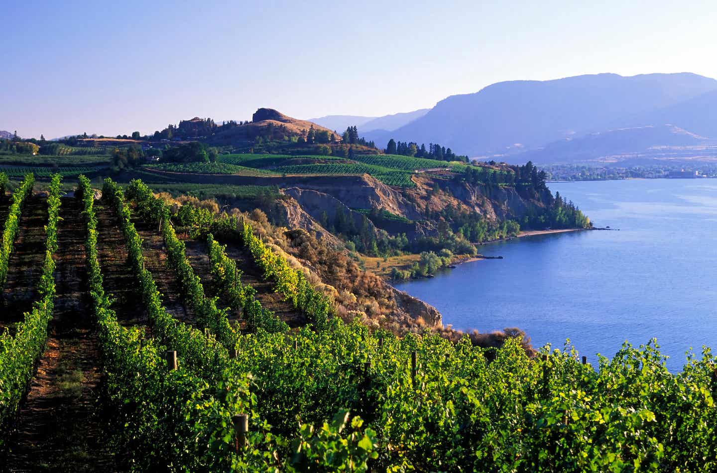 Weinberge im Okanagan Valley