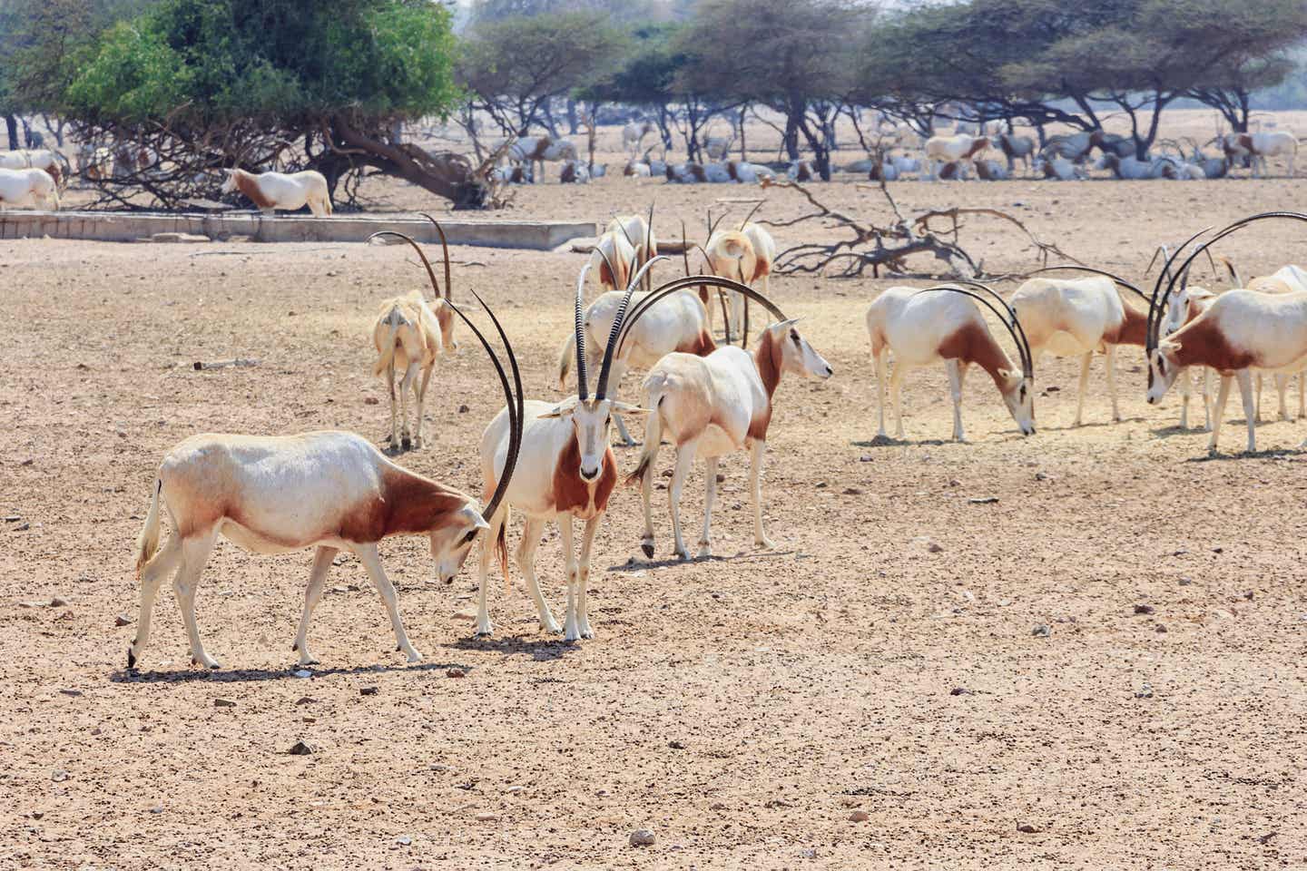 Oryx-Antilopen im Sir Bani Yas Wildlife Park