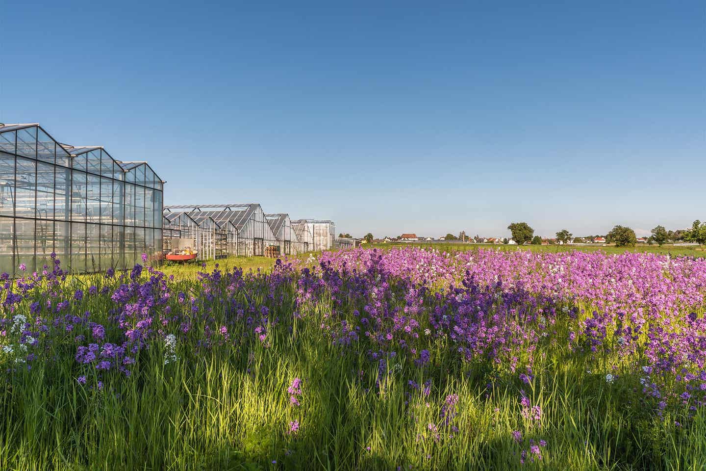 Blumen und Gewächshäuser auf der Bodensee Insel Reichenau