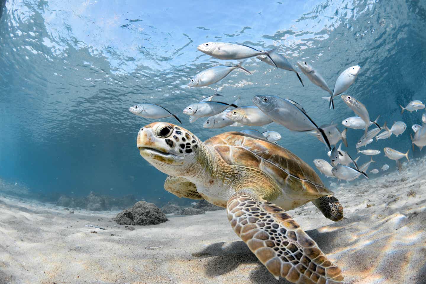 Tauchen und schnorcheln mit den Schildkröten auf der Karibikinsel Barbados