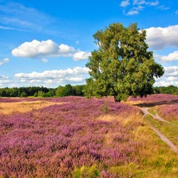 Hotel Lüneburger Heide