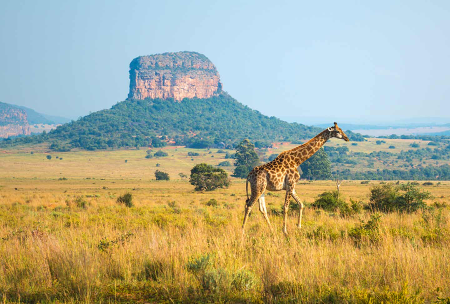 Beste Reisezeit Südafrika: Giraffe im Limpopo-Entabeni-Safari-Wildlife